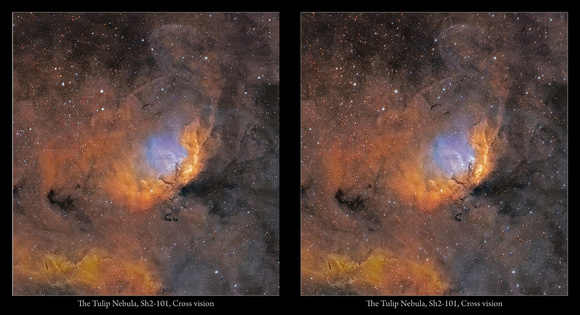 Tulip Nebula, Sharpless 101